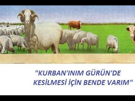 KURBAN'IM GÜRÜNDE KESİLMESİ İÇİN BENDE VARIM DİYORSAN..