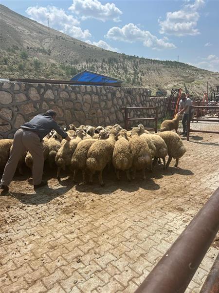 KURBANLARIMIZIN  GÜRÜN DE KESİMİ YAPILDI