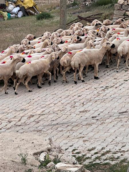 GÜRÜN’DE  1200 AİLEYE KURBAN ETİ DAĞITILDI 